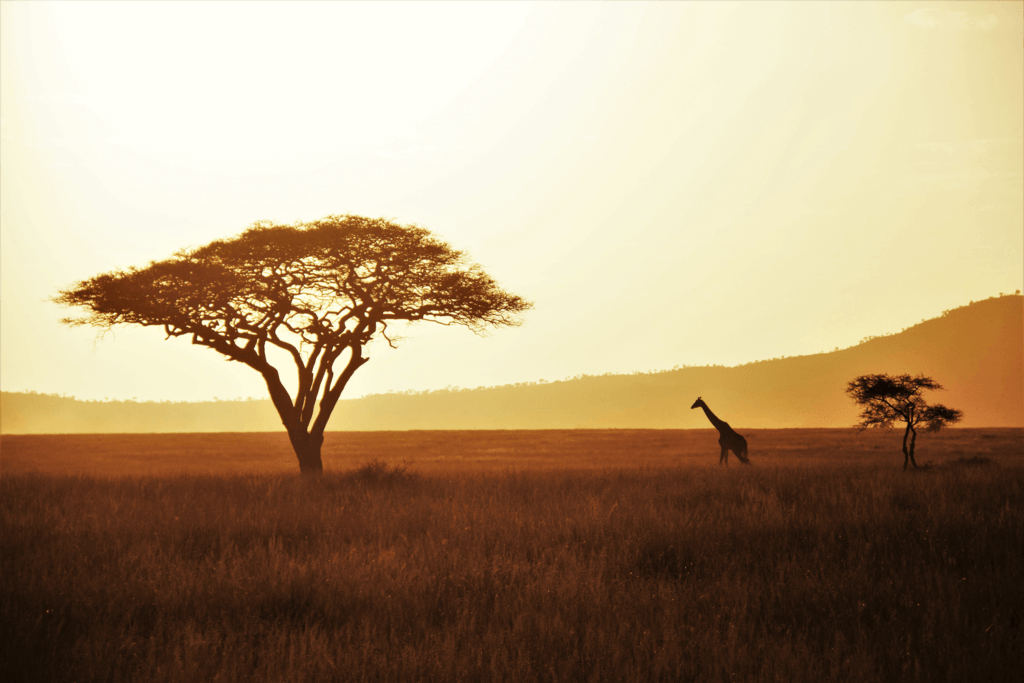 qué llevar a un safari en Tanzania